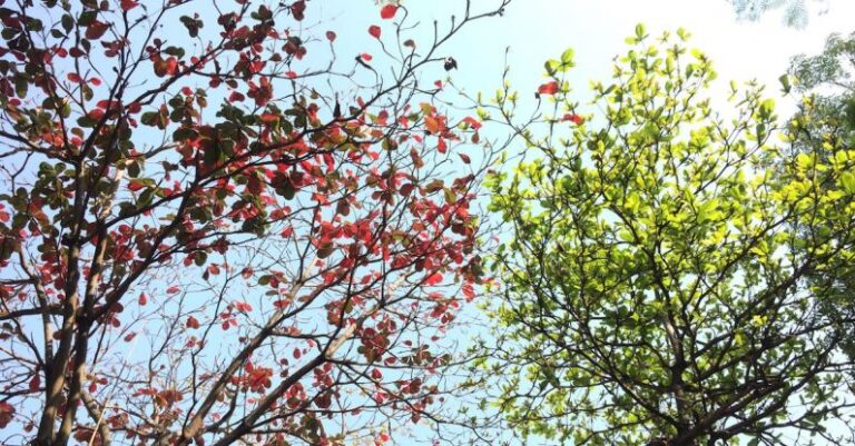 Changes - Red and Green Tree Leaves on a Sunny Day